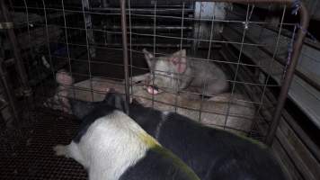 Pigs in holding pens - Pigs and other animals will often communicate and comfort each other in the holding pens, the night before they are killed - Captured at Gretna Meatworks, Gretna TAS Australia.