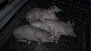 Pigs cuddle in the holding pens - Pigs and other animals will often communicate and comfort each other in the holding pens, the night before they are killed - Captured at Gretna Meatworks, Gretna TAS Australia.