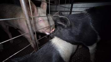 Pigs sniff noses in holding pens - Pigs and other animals will often communicate and comfort each other in the holding pens, the night before they are killed - Captured at Gretna Meatworks, Gretna TAS Australia.