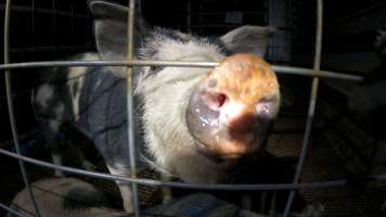 A pig comes to say hello to an investigator - Pigs are often curious and friendly and will show interest in investigators who are photographing them. - Captured at Gretna Meatworks, Gretna TAS Australia.