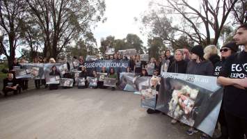 Hatchery lockdown action - In July 2016, 100 activists from across the country converged on the facility in Huntly, Victoria, with 21 entering the hatchery by surprise and halting operations for two hours in an effort to draw further public attention to the inherent cruelty of the egg industry. Over 150 male chicks - some just seconds from being killed - were rescued and are now living out their lives, happily and healthily, with experienced carers.
Photos captured by the Bendigo Advertiser. - Captured at SBA Hatchery, Bagshot VIC Australia.