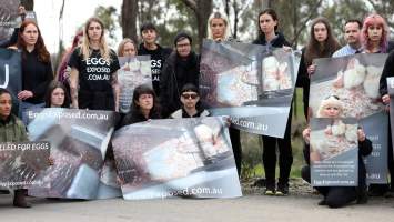 Hatchery lockdown action - In July 2016, 100 activists from across the country converged on the facility in Huntly, Victoria, with 21 entering the hatchery by surprise and halting operations for two hours in an effort to draw further public attention to the inherent cruelty of the egg industry. Over 150 male chicks - some just seconds from being killed - were rescued and are now living out their lives, happily and healthily, with experienced carers.
Photos captured by the Bendigo Advertiser. - Captured at SBA Hatchery, Bagshot VIC Australia.