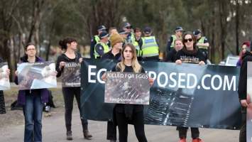 Hatchery lockdown action - In July 2016, 100 activists from across the country converged on the facility in Huntly, Victoria, with 21 entering the hatchery by surprise and halting operations for two hours in an effort to draw further public attention to the inherent cruelty of the egg industry. Over 150 male chicks - some just seconds from being killed - were rescued and are now living out their lives, happily and healthily, with experienced carers.
Photos captured by the Bendigo Advertiser. - Captured at SBA Hatchery, Bagshot VIC Australia.