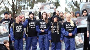 Hatchery lockdown action - In July 2016, 100 activists from across the country converged on the facility in Huntly, Victoria, with 21 entering the hatchery by surprise and halting operations for two hours in an effort to draw further public attention to the inherent cruelty of the egg industry. Over 150 male chicks - some just seconds from being killed - were rescued and are now living out their lives, happily and healthily, with experienced carers.
Photos captured by the Bendigo Advertiser. - Captured at SBA Hatchery, Bagshot VIC Australia.