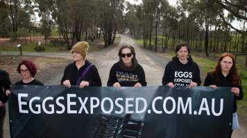 Hatchery lockdown action - In July 2016, 100 activists from across the country converged on the facility in Huntly, Victoria, with 21 entering the hatchery by surprise and halting operations for two hours in an effort to draw further public attention to the inherent cruelty of the egg industry. Over 150 male chicks - some just seconds from being killed - were rescued and are now living out their lives, happily and healthily, with experienced carers.
Photos captured by the Bendigo Advertiser. - Captured at SBA Hatchery, Bagshot VIC Australia.