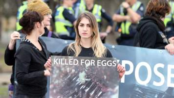 Hatchery lockdown action - In July 2016, 100 activists from across the country converged on the facility in Huntly, Victoria, with 21 entering the hatchery by surprise and halting operations for two hours in an effort to draw further public attention to the inherent cruelty of the egg industry. Over 150 male chicks - some just seconds from being killed - were rescued and are now living out their lives, happily and healthily, with experienced carers.
Photos captured by the Bendigo Advertiser. - Captured at SBA Hatchery, Bagshot VIC Australia.