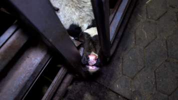 A bobby calf in a holding pen at the slaughterhouse - Male calves have no commercial value to the dairy industry, and are killed at only a few days old, alongside any surplus female calves. Calves are herded onto trucks, still unsteady on their legs and calling for their mothers. Some are driven straight to the slaughterhouse, where they will spend a cold and terrifying night shivering in concrete holding pens, while others are taken to a saleyard, and sold to the highest bidder.
- Captured at TAS.