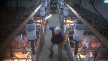 'Thumping' of runt or weak piglets - Screenshot from hidden camera footage.
The runts of the litter, and any piglets who seem sick or weak, are not given treatment or care, because that would cost more time and money than pig farms can be bothered investing. Instead, these piglets are picked up by their back legs, and slammed head-first onto the floor, not a metre away from their mothers who watch on helplessly. In large piggeries, like Midland Bacon near Stanhope, this happens every morning. - Captured at Midland Bacon, Carag Carag VIC Australia.