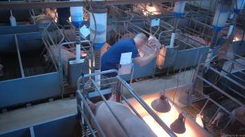 'Thumping' of runt or weak piglets - Screenshot from hidden camera footage.
The runts of the litter, and any piglets who seem sick or weak, are not given treatment or care, because that would cost more time and money than pig farms can be bothered investing. Instead, these piglets are picked up by their back legs, and slammed head-first onto the floor, not a metre away from their mothers who watch on helplessly. In large piggeries, like Midland Bacon near Stanhope, this happens every morning. - Captured at Midland Bacon, Carag Carag VIC Australia.
