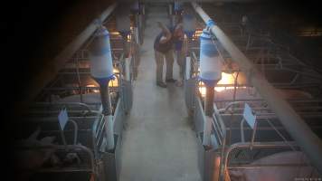 'Thumping' of runt or weak piglets - Screenshot from hidden camera footage.
The runts of the litter, and any piglets who seem sick or weak, are not given treatment or care, because that would cost more time and money than pig farms can be bothered investing. Instead, these piglets are picked up by their back legs, and slammed head-first onto the floor, not a metre away from their mothers who watch on helplessly. In large piggeries, like Midland Bacon near Stanhope, this happens every morning. - Captured at Midland Bacon, Carag Carag VIC Australia.