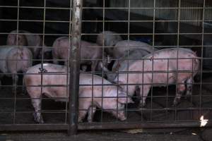 Piglets in Holding Pens - Photos taken at vigil at Benalla, where pigs were seen being unloaded from a transport truck into the slaughterhouse, one of the pig slaughterhouses which use carbon dioxide stunning in Victoria. - Captured at Benalla Abattoir, Benalla VIC Australia.