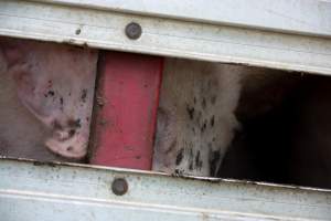 Pig inside of Transport Truck - Photos taken at vigil at Benalla, where pigs were seen being unloaded from a transport truck into the slaughterhouse, one of the pig slaughterhouses which use carbon dioxide stunning in Victoria. - Captured at Benalla Abattoir, Benalla VIC Australia.