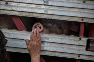 Pig inside of Transport Truck - Photos taken at vigil at Benalla, where pigs were seen being unloaded from a transport truck into the slaughterhouse, one of the pig slaughterhouses which use carbon dioxide stunning in Victoria. - Captured at Benalla Abattoir, Benalla VIC Australia.