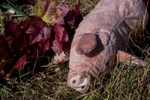 Memorial outside of Midland Bacon - Photos taken outside Midland Bacon, where activists were asking for the release of Olivia, a mother sow who was sexually assaulted while confined in a farrowing crate. - Captured at Midland Bacon, Carag Carag VIC Australia.
