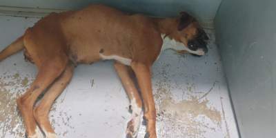 Photos of Strawberry, a dog documented by Oscar's Law back in 2020, who died of neglect in a puppy farm in NSW.
https://www.oscarslaw.org/blog/strawberry-her-short-life-is-her-message