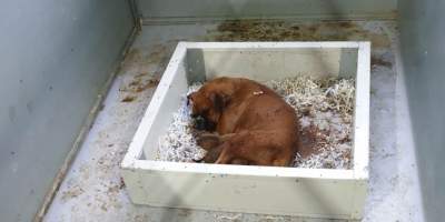 Photos of Strawberry, a dog documented by Oscar's Law back in 2020, who died of neglect in a puppy farm in NSW.
https://www.oscarslaw.org/blog/strawberry-her-short-life-is-her-message