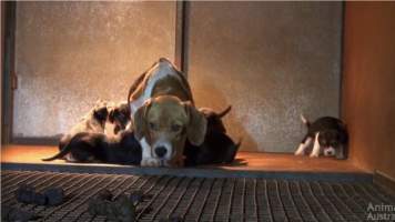 Franny's Story - Images of the dog Franny, rescued by Beagle Rescue Victoria and documented by Animals Australia in 2015
https://animalsaustralia.org/latest-news/franny-beagle-puppy-factory-rescue/