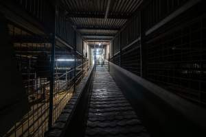 Race corridor leading up to V restraint - Captured at MD Foods Australia, Echuca VIC Australia.