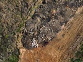 Dead pile at Miandetta Piggery - Aerial view of a dead pile of pigs at Miandetta Piggery. - Captured at Miandetta Piggery, Murrays Bridge QLD Australia.