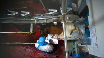 Goat sticking - Many goats show signs of consciousness, including blinking and thrashing, after their throats have been slit. - Captured at Cedar Meats, Brooklyn VIC Australia.
