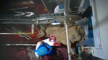 A worker appears to eat part of a sheep's carcass - Workers were filmed playing with the bodies of the dead and dying sheep, including cutting into their faces and pulling at their tongue, writing their name on the body of a sheep using the sheep's own blood and even appearing to eat part of a sheep's body which had been cut off, while standing on the kill floor. - Captured at Cedar Meats, Brooklyn VIC Australia.