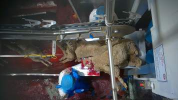 A worker appears to eat part of a sheep's carcass - Workers were filmed playing with the bodies of the dead and dying sheep, including cutting into their faces and pulling at their tongue, writing their name on the body of a sheep using the sheep's own blood and even appearing to eat part of a sheep's body which had been cut off, while standing on the kill floor. - Captured at Cedar Meats, Brooklyn VIC Australia.
