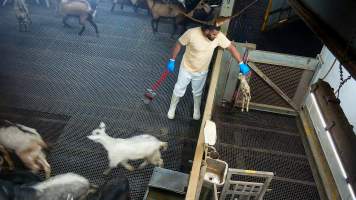 Worker carrying a baby goat to the kill pen - Each day, workers will collect newborn goats (kids) and lambs, and deposit them in a small pen.
Lambs and kids are killed using a handheld bolt gun which shoots a retracting bolt into their brain. Used as a method of 'stunning' for larger animals, captive bolt guns are known for being unreliable in their ability to render an animal unconscious and insensible to pain. Yet, it is still legal in Victoria to use these devices as a method of slaughter for newborn animals.
Our footage shows baby goats continuing to struggle, sit up, cry out and attempt to stand for over 6 hours after they have been shot by a captive bolt gun. One of these kids struggles throughout the night and is ultimately shot again by a worker the following morning, but only after another newborn has been added to the pen. Another kid is seen sitting up and calling out less than 10 minutes after they have been shot. They attempt to stand and continue to cry throughout the night before a worker picks them up and carries them away in the early hours of the following morning. - Captured at Cedar Meats, Brooklyn VIC Australia.