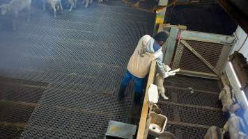 Worker carrying a lamb to the kill pen - Each day, workers will collect newborn goats (kids) and lambs, and deposit them in a small pen.
Lambs and kids are killed using a handheld bolt gun which shoots a retracting bolt into their brain. Used as a method of 'stunning' for larger animals, captive bolt guns are known for being unreliable in their ability to render an animal unconscious and insensible to pain. Yet, it is still legal in Victoria to use these devices as a method of slaughter for newborn animals.
Our footage shows baby goats continuing to struggle, sit up, cry out and attempt to stand for over 6 hours after they have been shot by a captive bolt gun. One of these kids struggles throughout the night and is ultimately shot again by a worker the following morning, but only after another newborn has been added to the pen. Another kid is seen sitting up and calling out less than 10 minutes after they have been shot. They attempt to stand and continue to cry throughout the night before a worker picks them up and carries them away in the early hours of the following morning. - Captured at Cedar Meats, Brooklyn VIC Australia.
