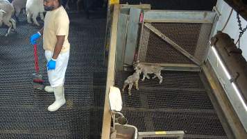 Two infant goats in kill pen. - Each day, workers will collect newborn goats (kids) and lambs, and deposit them in a small pen.
Lambs and kids are killed using a handheld bolt gun which shoots a retracting bolt into their brain. Used as a method of 'stunning' for larger animals, captive bolt guns are known for being unreliable in their ability to render an animal unconscious and insensible to pain. Yet, it is still legal in Victoria to use these devices as a method of slaughter for newborn animals.
Our footage shows baby goats continuing to struggle, sit up, cry out and attempt to stand for over 6 hours after they have been shot by a captive bolt gun. One of these kids struggles throughout the night and is ultimately shot again by a worker the following morning, but only after another newborn has been added to the pen. Another kid is seen sitting up and calling out less than 10 minutes after they have been shot. They attempt to stand and continue to cry throughout the night before a worker picks them up and carries them away in the early hours of the following morning.
- Captured at Cedar Meats, Brooklyn VIC Australia.