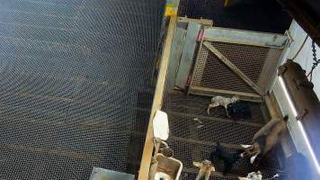 Baby goats in kill pen - Each day, workers will collect newborn goats (kids) and lambs, and deposit them in a small pen.
Lambs and kids are killed using a handheld bolt gun which shoots a retracting bolt into their brain. Used as a method of 'stunning' for larger animals, captive bolt guns are known for being unreliable in their ability to render an animal unconscious and insensible to pain. Yet, it is still legal in Victoria to use these devices as a method of slaughter for newborn animals.
Our footage shows baby goats continuing to struggle, sit up, cry out and attempt to stand for over 6 hours after they have been shot by a captive bolt gun. One of these kids struggles throughout the night and is ultimately shot again by a worker the following morning, but only after another newborn has been added to the pen. Another kid is seen sitting up and calling out less than 10 minutes after they have been shot. They attempt to stand and continue to cry throughout the night before a worker picks them up and carries them away in the early hours of the following morning. - Captured at Cedar Meats, Brooklyn VIC Australia.