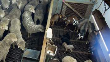 Baby goats crying out in kill pen - Each day, workers will collect newborn goats (kids) and lambs, and deposit them in a small pen.
Lambs and kids are killed using a handheld bolt gun which shoots a retracting bolt into their brain. Used as a method of 'stunning' for larger animals, captive bolt guns are known for being unreliable in their ability to render an animal unconscious and insensible to pain. Yet, it is still legal in Victoria to use these devices as a method of slaughter for newborn animals.
Our footage shows baby goats continuing to struggle, sit up, cry out and attempt to stand for over 6 hours after they have been shot by a captive bolt gun. One of these kids struggles throughout the night and is ultimately shot again by a worker the following morning, but only after another newborn has been added to the pen. Another kid is seen sitting up and calling out less than 10 minutes after they have been shot. They attempt to stand and continue to cry throughout the night before a worker picks them up and carries them away in the early hours of the following morning. - Captured at Cedar Meats, Brooklyn VIC Australia.