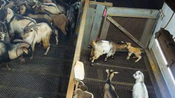 Newborn lamb in kill pen - Each day, workers will collect newborn goats (kids) and lambs, and deposit them in a small pen.
Lambs and kids are killed using a handheld bolt gun which shoots a retracting bolt into their brain. Used as a method of 'stunning' for larger animals, captive bolt guns are known for being unreliable in their ability to render an animal unconscious and insensible to pain. Yet, it is still legal in Victoria to use these devices as a method of slaughter for newborn animals.
Our footage shows baby goats continuing to struggle, sit up, cry out and attempt to stand for over 6 hours after they have been shot by a captive bolt gun. One of these kids struggles throughout the night and is ultimately shot again by a worker the following morning, but only after another newborn has been added to the pen. Another kid is seen sitting up and calling out less than 10 minutes after they have been shot. They attempt to stand and continue to cry throughout the night before a worker picks them up and carries them away in the early hours of the following morning. - Captured at Cedar Meats, Brooklyn VIC Australia.