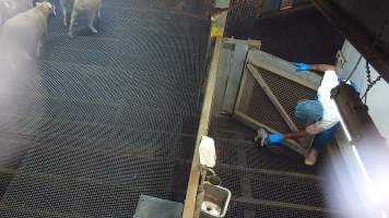 Worker pats baby goat in kill pen - Each day, workers will collect newborn goats (kids) and lambs, and deposit them in a small pen.
Lambs and kids are killed using a handheld bolt gun which shoots a retracting bolt into their brain. Used as a method of 'stunning' for larger animals, captive bolt guns are known for being unreliable in their ability to render an animal unconscious and insensible to pain. Yet, it is still legal in Victoria to use these devices as a method of slaughter for newborn animals.
Our footage shows baby goats continuing to struggle, sit up, cry out and attempt to stand for over 6 hours after they have been shot by a captive bolt gun. One of these kids struggles throughout the night and is ultimately shot again by a worker the following morning, but only after another newborn has been added to the pen. Another kid is seen sitting up and calling out less than 10 minutes after they have been shot. They attempt to stand and continue to cry throughout the night before a worker picks them up and carries them away in the early hours of the following morning. - Captured at Cedar Meats, Brooklyn VIC Australia.
