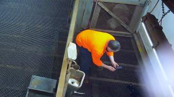 Worker photographs baby goat in kill pen - Each day, workers will collect newborn goats (kids) and lambs, and deposit them in a small pen.
Lambs and kids are killed using a handheld bolt gun which shoots a retracting bolt into their brain. Used as a method of 'stunning' for larger animals, captive bolt guns are known for being unreliable in their ability to render an animal unconscious and insensible to pain. Yet, it is still legal in Victoria to use these devices as a method of slaughter for newborn animals.
Our footage shows baby goats continuing to struggle, sit up, cry out and attempt to stand for over 6 hours after they have been shot by a captive bolt gun. One of these kids struggles throughout the night and is ultimately shot again by a worker the following morning, but only after another newborn has been added to the pen. Another kid is seen sitting up and calling out less than 10 minutes after they have been shot. They attempt to stand and continue to cry throughout the night before a worker picks them up and carries them away in the early hours of the following morning. - Captured at Cedar Meats, Brooklyn VIC Australia.
