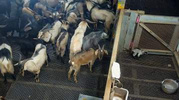 Baby goat crying out in kill pen - Each day, workers will collect newborn goats (kids) and lambs, and deposit them in a small pen.
Lambs and kids are killed using a handheld bolt gun which shoots a retracting bolt into their brain. Used as a method of 'stunning' for larger animals, captive bolt guns are known for being unreliable in their ability to render an animal unconscious and insensible to pain. Yet, it is still legal in Victoria to use these devices as a method of slaughter for newborn animals.
Our footage shows baby goats continuing to struggle, sit up, cry out and attempt to stand for over 6 hours after they have been shot by a captive bolt gun. One of these kids struggles throughout the night and is ultimately shot again by a worker the following morning, but only after another newborn has been added to the pen. Another kid is seen sitting up and calling out less than 10 minutes after they have been shot. They attempt to stand and continue to cry throughout the night before a worker picks them up and carries them away in the early hours of the following morning. - Captured at Cedar Meats, Brooklyn VIC Australia.
