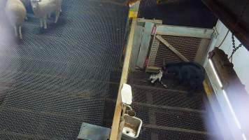 Baby and adult goat in kill pen - Each day, workers will collect newborn goats (kids) and lambs, and deposit them in a small pen.
Lambs and kids are killed using a handheld bolt gun which shoots a retracting bolt into their brain. Used as a method of 'stunning' for larger animals, captive bolt guns are known for being unreliable in their ability to render an animal unconscious and insensible to pain. Yet, it is still legal in Victoria to use these devices as a method of slaughter for newborn animals.
Our footage shows baby goats continuing to struggle, sit up, cry out and attempt to stand for over 6 hours after they have been shot by a captive bolt gun. One of these kids struggles throughout the night and is ultimately shot again by a worker the following morning, but only after another newborn has been added to the pen. Another kid is seen sitting up and calling out less than 10 minutes after they have been shot. They attempt to stand and continue to cry throughout the night before a worker picks them up and carries them away in the early hours of the following morning. - Captured at Cedar Meats, Brooklyn VIC Australia.
