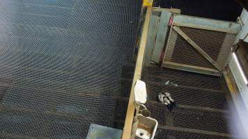 Baby goat attempts to sit after being shot with bolt gun - Each day, workers will collect newborn goats (kids) and lambs, and deposit them in a small pen.
Lambs and kids are killed using a handheld bolt gun which shoots a retracting bolt into their brain. Used as a method of 'stunning' for larger animals, captive bolt guns are known for being unreliable in their ability to render an animal unconscious and insensible to pain. Yet, it is still legal in Victoria to use these devices as a method of slaughter for newborn animals.
Our footage shows baby goats continuing to struggle, sit up, cry out and attempt to stand for over 6 hours after they have been shot by a captive bolt gun. One of these kids struggles throughout the night and is ultimately shot again by a worker the following morning, but only after another newborn has been added to the pen. Another kid is seen sitting up and calling out less than 10 minutes after they have been shot. They attempt to stand and continue to cry throughout the night before a worker picks them up and carries them away in the early hours of the following morning.
- Captured at Cedar Meats, Brooklyn VIC Australia.