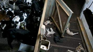 Baby goat struggles after being shot with bolt gun - Each day, workers will collect newborn goats (kids) and lambs, and deposit them in a small pen.
Lambs and kids are killed using a handheld bolt gun which shoots a retracting bolt into their brain. Used as a method of 'stunning' for larger animals, captive bolt guns are known for being unreliable in their ability to render an animal unconscious and insensible to pain. Yet, it is still legal in Victoria to use these devices as a method of slaughter for newborn animals.
Our footage shows baby goats continuing to struggle, sit up, cry out and attempt to stand for over 6 hours after they have been shot by a captive bolt gun. One of these kids struggles throughout the night and is ultimately shot again by a worker the following morning, but only after another newborn has been added to the pen. Another kid is seen sitting up and calling out less than 10 minutes after they have been shot. They attempt to stand and continue to cry throughout the night before a worker picks them up and carries them away in the early hours of the following morning.
- Captured at Cedar Meats, Brooklyn VIC Australia.