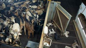 Baby goat struggles after being shot with bolt gun - Each day, workers will collect newborn goats (kids) and lambs, and deposit them in a small pen.
Lambs and kids are killed using a handheld bolt gun which shoots a retracting bolt into their brain. Used as a method of 'stunning' for larger animals, captive bolt guns are known for being unreliable in their ability to render an animal unconscious and insensible to pain. Yet, it is still legal in Victoria to use these devices as a method of slaughter for newborn animals.
Our footage shows baby goats continuing to struggle, sit up, cry out and attempt to stand for over 6 hours after they have been shot by a captive bolt gun. One of these kids struggles throughout the night and is ultimately shot again by a worker the following morning, but only after another newborn has been added to the pen. Another kid is seen sitting up and calling out less than 10 minutes after they have been shot. They attempt to stand and continue to cry throughout the night before a worker picks them up and carries them away in the early hours of the following morning.
- Captured at Cedar Meats, Brooklyn VIC Australia.