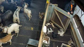 Worker enters kill pen with bolt gun - Each day, workers will collect newborn goats (kids) and lambs, and deposit them in a small pen.
Lambs and kids are killed using a handheld bolt gun which shoots a retracting bolt into their brain. Used as a method of 'stunning' for larger animals, captive bolt guns are known for being unreliable in their ability to render an animal unconscious and insensible to pain. Yet, it is still legal in Victoria to use these devices as a method of slaughter for newborn animals.
Our footage shows baby goats continuing to struggle, sit up, cry out and attempt to stand for over 6 hours after they have been shot by a captive bolt gun. One of these kids struggles throughout the night and is ultimately shot again by a worker the following morning, but only after another newborn has been added to the pen. Another kid is seen sitting up and calling out less than 10 minutes after they have been shot. They attempt to stand and continue to cry throughout the night before a worker picks them up and carries them away in the early hours of the following morning.
- Captured at Cedar Meats, Brooklyn VIC Australia.
