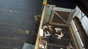 Baby goats shot with bolt gun - Each day, workers will collect newborn goats (kids) and lambs, and deposit them in a small pen.
Lambs and kids are killed using a handheld bolt gun which shoots a retracting bolt into their brain. Used as a method of 'stunning' for larger animals, captive bolt guns are known for being unreliable in their ability to render an animal unconscious and insensible to pain. Yet, it is still legal in Victoria to use these devices as a method of slaughter for newborn animals.
Our footage shows baby goats continuing to struggle, sit up, cry out and attempt to stand for over 6 hours after they have been shot by a captive bolt gun. One of these kids struggles throughout the night and is ultimately shot again by a worker the following morning, but only after another newborn has been added to the pen. Another kid is seen sitting up and calling out less than 10 minutes after they have been shot. They attempt to stand and continue to cry throughout the night before a worker picks them up and carries them away in the early hours of the following morning.
- Captured at Cedar Meats, Brooklyn VIC Australia.