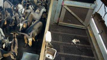 Baby goat in kill pen - Each day, workers will collect newborn goats (kids) and lambs, and deposit them in a small pen.
Lambs and kids are killed using a handheld bolt gun which shoots a retracting bolt into their brain. Used as a method of 'stunning' for larger animals, captive bolt guns are known for being unreliable in their ability to render an animal unconscious and insensible to pain. Yet, it is still legal in Victoria to use these devices as a method of slaughter for newborn animals.
Our footage shows baby goats continuing to struggle, sit up, cry out and attempt to stand for over 6 hours after they have been shot by a captive bolt gun. One of these kids struggles throughout the night and is ultimately shot again by a worker the following morning, but only after another newborn has been added to the pen. Another kid is seen sitting up and calling out less than 10 minutes after they have been shot. They attempt to stand and continue to cry throughout the night before a worker picks them up and carries them away in the early hours of the following morning.
- Captured at Cedar Meats, Brooklyn VIC Australia.