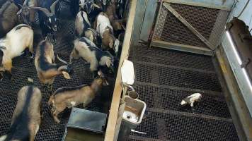 Newborn goat attempting to stand - Each day, workers will collect newborn goats (kids) and lambs, and deposit them in a small pen.
Lambs and kids are killed using a handheld bolt gun which shoots a retracting bolt into their brain. Used as a method of 'stunning' for larger animals, captive bolt guns are known for being unreliable in their ability to render an animal unconscious and insensible to pain. Yet, it is still legal in Victoria to use these devices as a method of slaughter for newborn animals.
Our footage shows baby goats continuing to struggle, sit up, cry out and attempt to stand for over 6 hours after they have been shot by a captive bolt gun. One of these kids struggles throughout the night and is ultimately shot again by a worker the following morning, but only after another newborn has been added to the pen. Another kid is seen sitting up and calling out less than 10 minutes after they have been shot. They attempt to stand and continue to cry throughout the night before a worker picks them up and carries them away in the early hours of the following morning.
- Captured at Cedar Meats, Brooklyn VIC Australia.