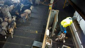 Worker collects bodies of baby goats - Each day, workers will collect newborn goats (kids) and lambs, and deposit them in a small pen.
Lambs and kids are killed using a handheld bolt gun which shoots a retracting bolt into their brain. Used as a method of 'stunning' for larger animals, captive bolt guns are known for being unreliable in their ability to render an animal unconscious and insensible to pain. Yet, it is still legal in Victoria to use these devices as a method of slaughter for newborn animals.
Our footage shows baby goats continuing to struggle, sit up, cry out and attempt to stand for over 6 hours after they have been shot by a captive bolt gun. One of these kids struggles throughout the night and is ultimately shot again by a worker the following morning, but only after another newborn has been added to the pen. Another kid is seen sitting up and calling out less than 10 minutes after they have been shot. They attempt to stand and continue to cry throughout the night before a worker picks them up and carries them away in the early hours of the following morning.
- Captured at Cedar Meats, Brooklyn VIC Australia.