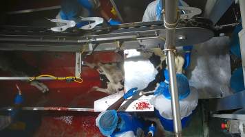Bobby calf falls off shackle line. - Several calves are seen showing clear signs of consciousness, including blinking and looking around, even as they are hung upside down and moved further into the facility. Our footage shows that calves will continue to struggle on the shackle line, with some shaking free and falling into the blood-filled drain below. Distressingly, some calves survived both the throat cutting and the fall, leading to them continuing to thrash and struggle as they slowly drowned in the blood of those who continued to be killed above them.
- Captured at Cedar Meats, Brooklyn VIC Australia.