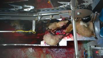 Goat sticking - Once in the kill room, goats have their throats slit and are hung upside down on a shackle line. Our cameras show that continued consciousness is not uncommon, with goats appearing to blink, thrash and struggle as they bleed out on the sticking table. Some goats fall into the blood-filled drain below the shackle line and are seen continuing to struggle as other goats are killed above them. Footage shows one fully conscious goat, frantic with fear, sliding through the deep blood and cowering as the blood of dozens of goats covers them completely. Finally they are dragged out and shackled.
- Captured at Cedar Meats, Brooklyn VIC Australia.