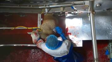 Sheep sticking - Multiple sheep were seen displaying signs of consciousness, including blinking and thrashing, after their throats had been slit. Footage shows sheep escapinig into the kill room without stunning and are hung on the shackle line while fully conscious, while many more are seen struggling on the floor or in the bloody drain below the shackle line, after having fallen. - Captured at Cedar Meats, Brooklyn VIC Australia.
