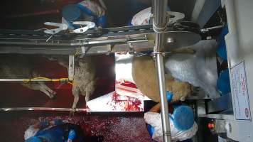 Sheep escapes into kill room without stunning - Sheep are seen displaying signs of consciousness, including blinking and thrashing, after their throats have been slit. Multiple sheep escape into the kill room without stunning and are hung on the shackle line while fully conscious, while many more are seen struggling on the floor or in the bloody drain below the shackle line, after having fallen.
- Captured at Cedar Meats, Brooklyn VIC Australia.