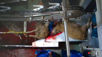 Worker rubs blood into sheep's face. - Workers were filmed playing with the bodies of the dead and dying sheep, including cutting into their faces and pulling at their tongue, writing their name on the body of a sheep using the sheep's own blood and even appearing to eat part of a sheep's body which had been cut off, while standing on the kill floor.
- Captured at Cedar Meats, Brooklyn VIC Australia.