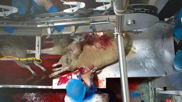Worker twists sheeps neck after cutting their throat - Workers were filmed playing with the bodies of the dead and dying sheep, including cutting into their faces and pulling at their tongue, writing their name on the body of a sheep using the sheep's own blood and even appearing to eat part of a sheep's body which had been cut off, while standing on the kill floor.
- Captured at Cedar Meats, Brooklyn VIC Australia.